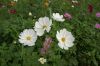 DSC00227~1.JPG
