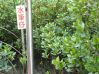 DSC00780(水筆仔).JPG